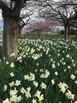 Daffodils galore. PHOTOS: GILLIAN VINE