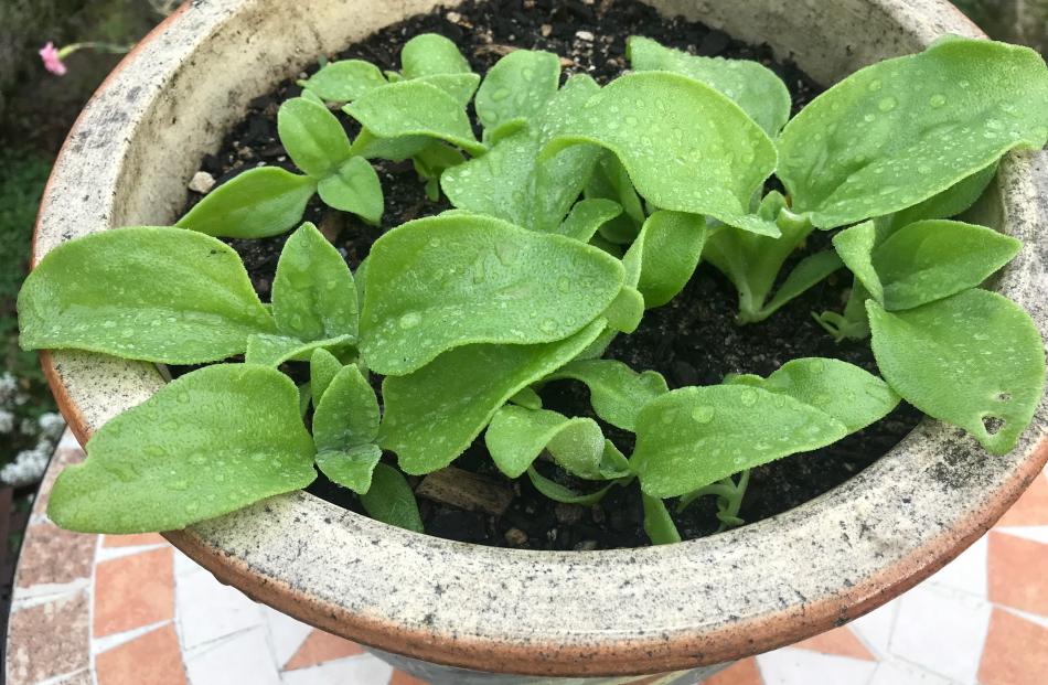 Crystal ice plant didn’t go down as well as the peas.