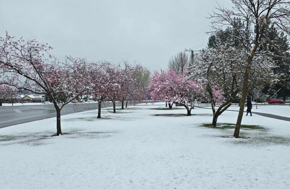 A snowy Alexandra this morning. Photo Linnet Julius