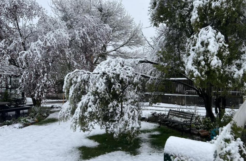 A 5m tall tree nearly touching the ground in Clyde. Photo: Peter Stevenson