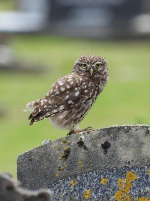 In the our faces category, Heather Cooper’s photo of an owl sunning itself on a headstone at...