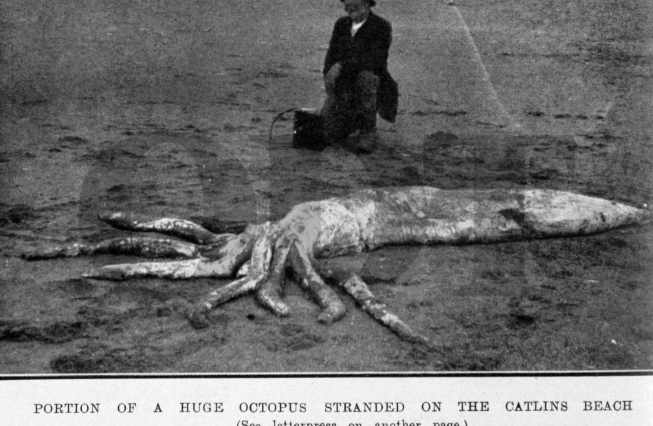 Part of a huge octopus stranded on a Catlins Beach, 1917