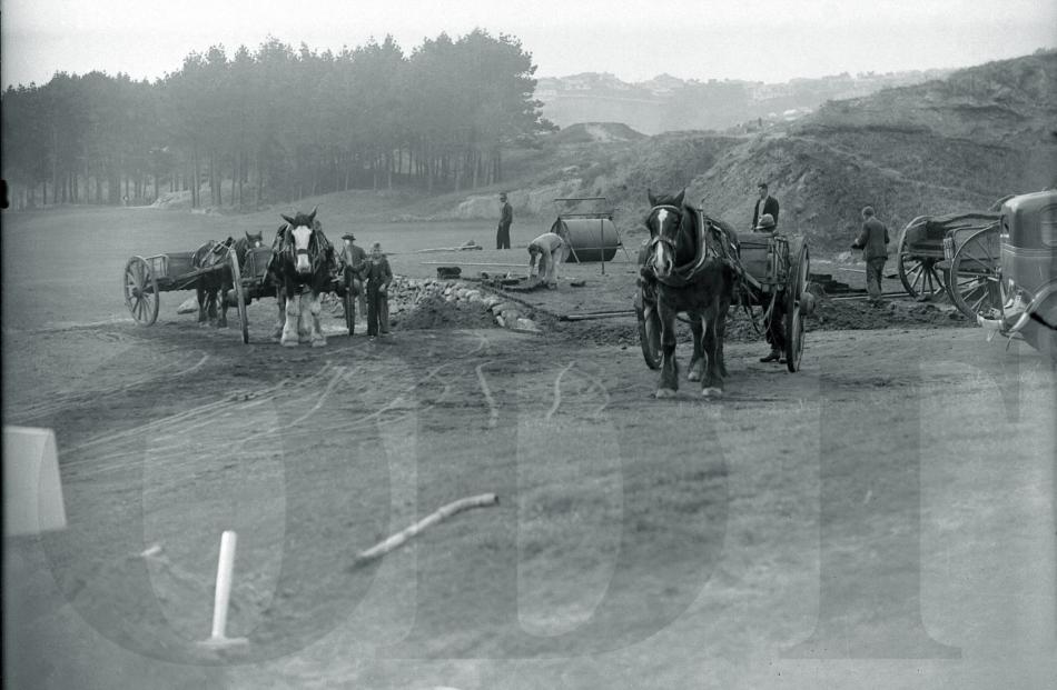 Workers use draught horses to form the first fairway at Ocean Beach Links, in Dunedin, in the mid...