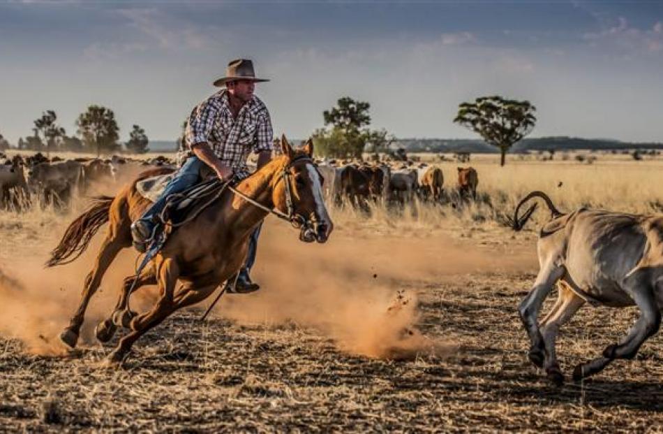 Images from the book The Drover,  captured by Miss Mabin, a former high country shepherd.