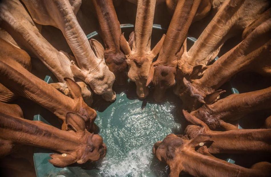 Images from the book The Drover,  captured by Miss Mabin, a former high country shepherd.