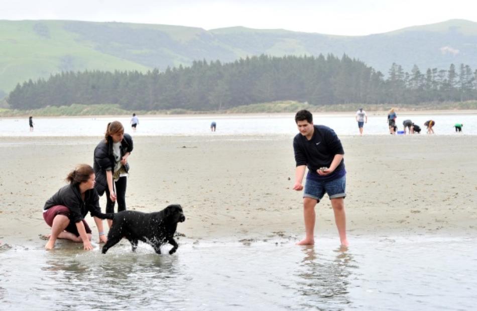 Participants in the Ngai Tahu Manawa Hou youth hikoi gather cockles from Papanui Inlet. Almost...