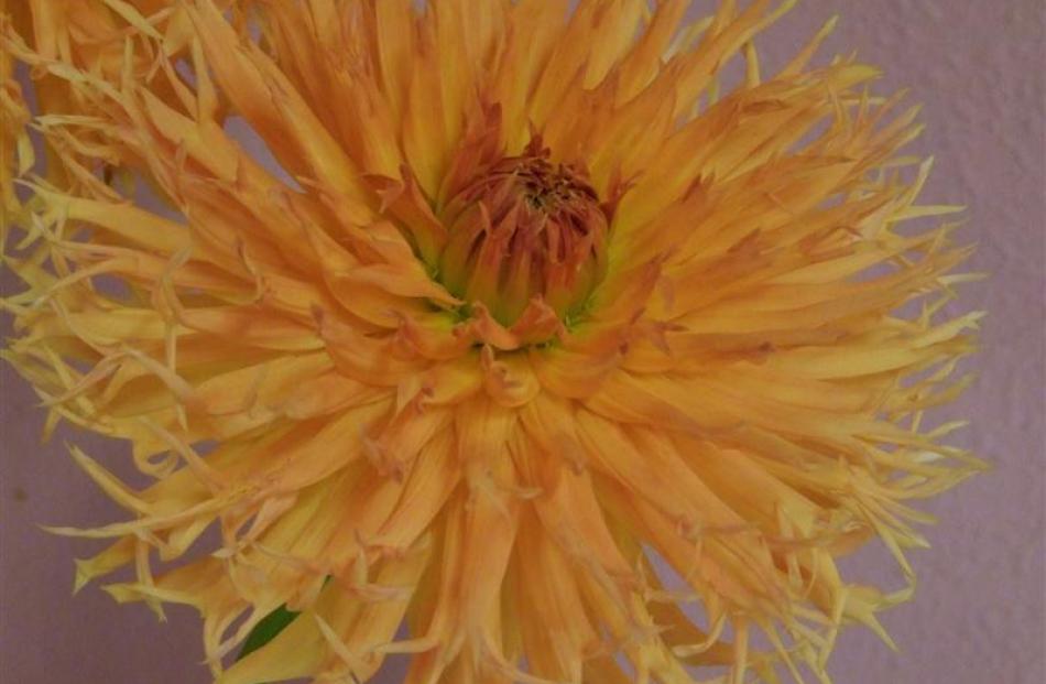 Fimbriated dahlias, such as Hamari Gold, have unusual tips to their petals.