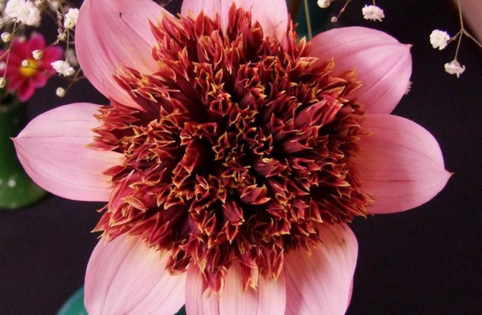 Purpinka is an anemone-centred dahlia, a less common type that looks good in garden settings.