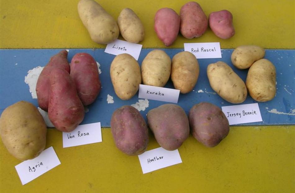 The ayes have it for the potato | Otago Daily Times Online News