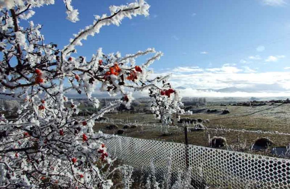 Hoar frost in the Manuherikia Valley.