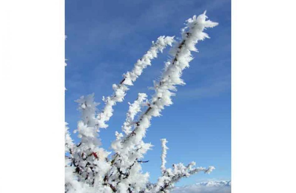 Hoar frost in the Manuherikia Valley.