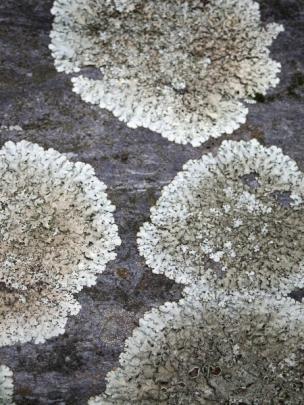 Rocksville Rocks co-owner Jane Roberts says a little lichen makes all the difference. Photo by...