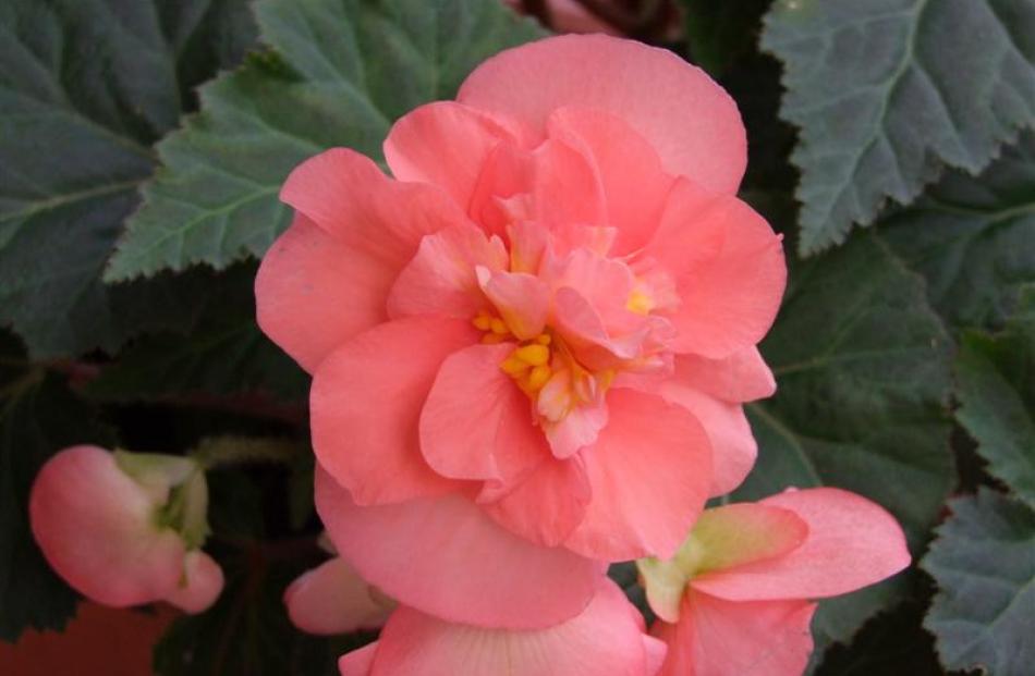 Tricky begonias respond to care | Otago Daily Times Online News