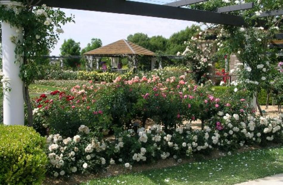 Roses dominate Hunter Valley Gardens’ displays in October and November. Photo by Gillian Vine.