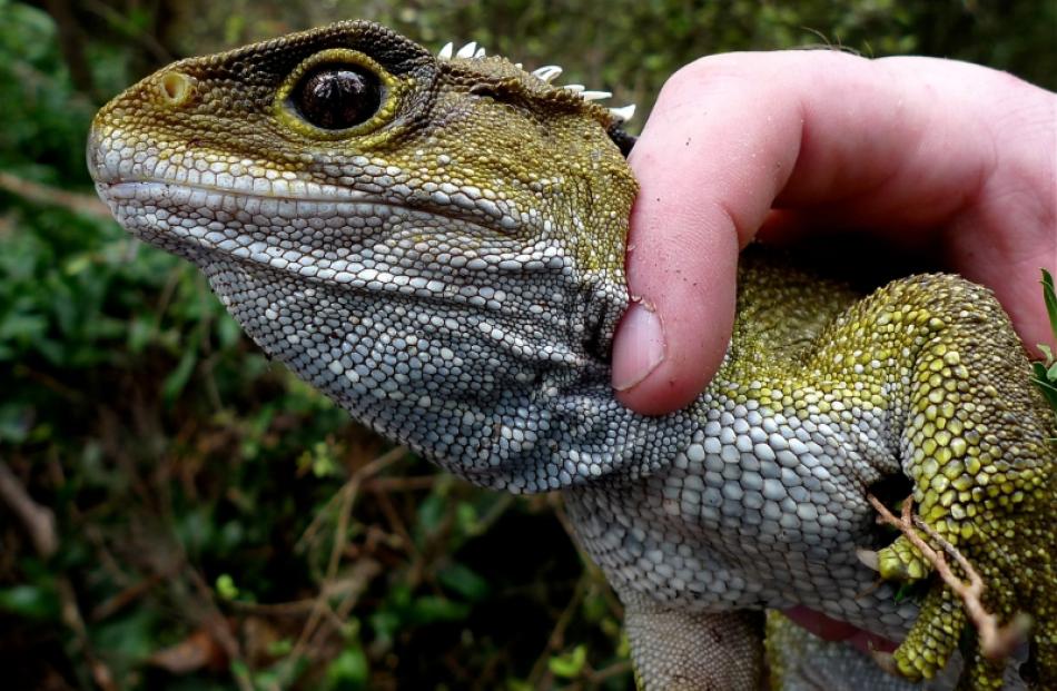 An adult tuatara ready for release. Photo by Scott Jarvie.