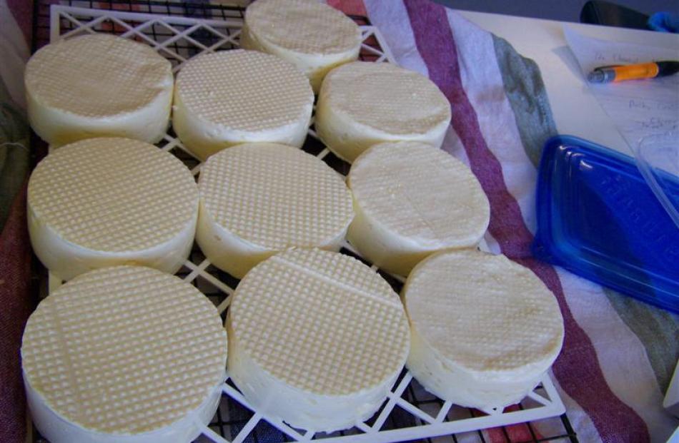 Brined cheeses drain on a rack. Photos by Janice Murphy.