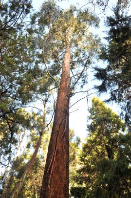 Eucalyptus regnans. Photo by Linda Robertson.