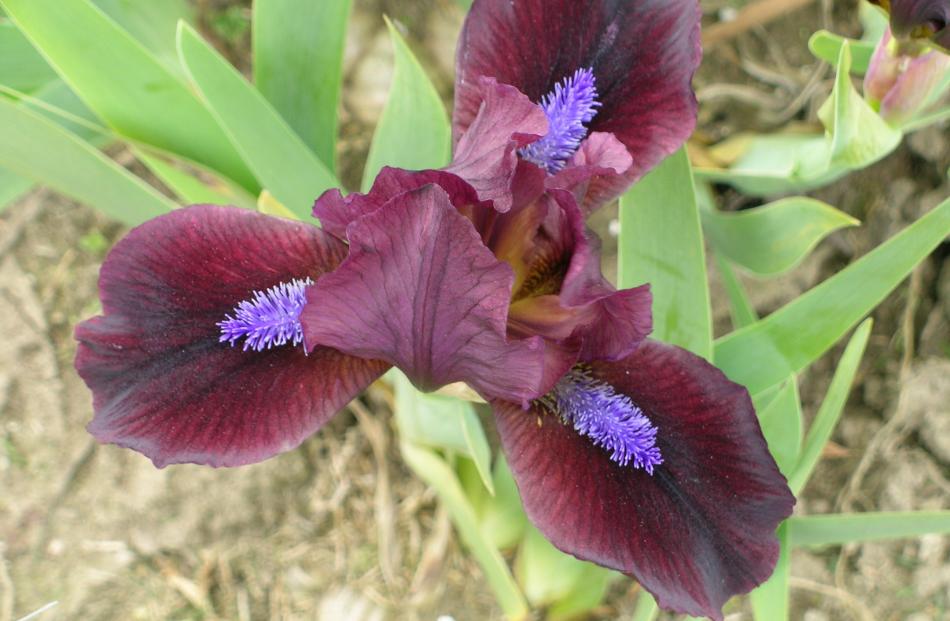 In this dwarf bearded iris, Ruby Contrast, the blue beard (or crest) contrasts with the maroon...