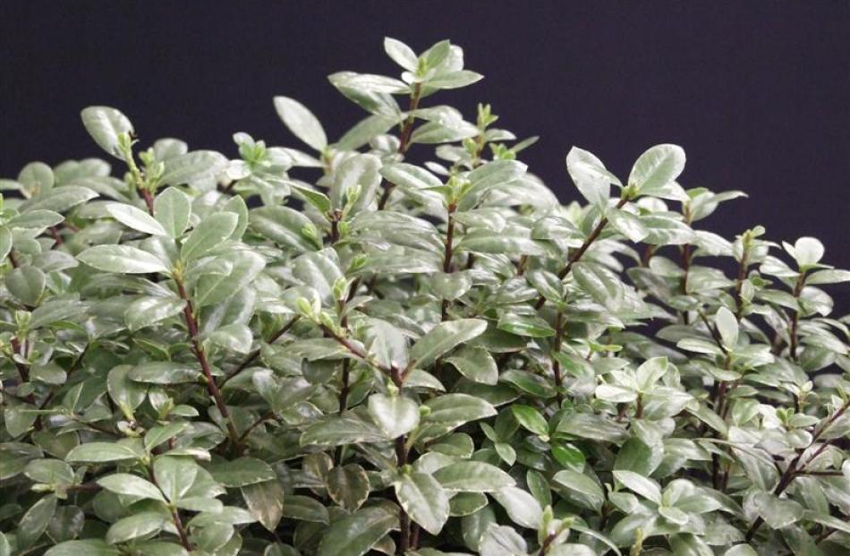 Pittosporum Silver Ball grows 40cm tall. Photos by Gillian Vine.