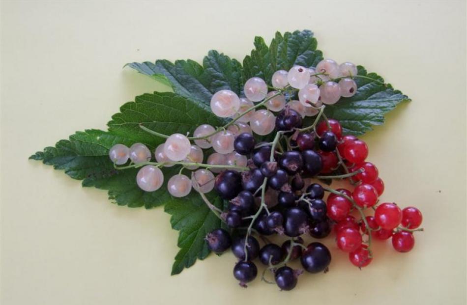 Red, white, and blackcurrants grow especially well in southern New Zealand. Photos by Gillian Vine.