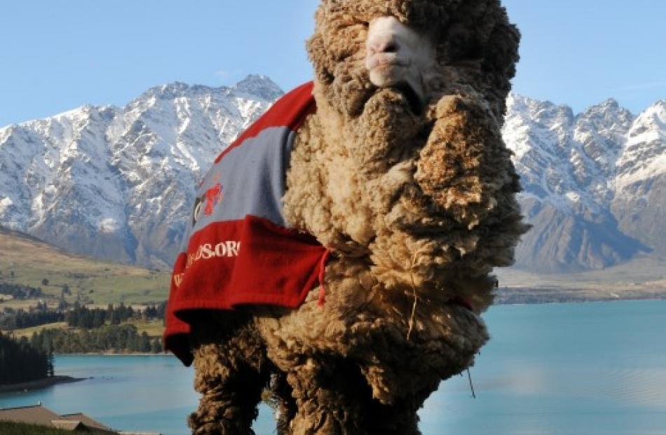 Clipping Heck Aussie Sheep Shatters Shrek Cord Otago Daily Times Online News 