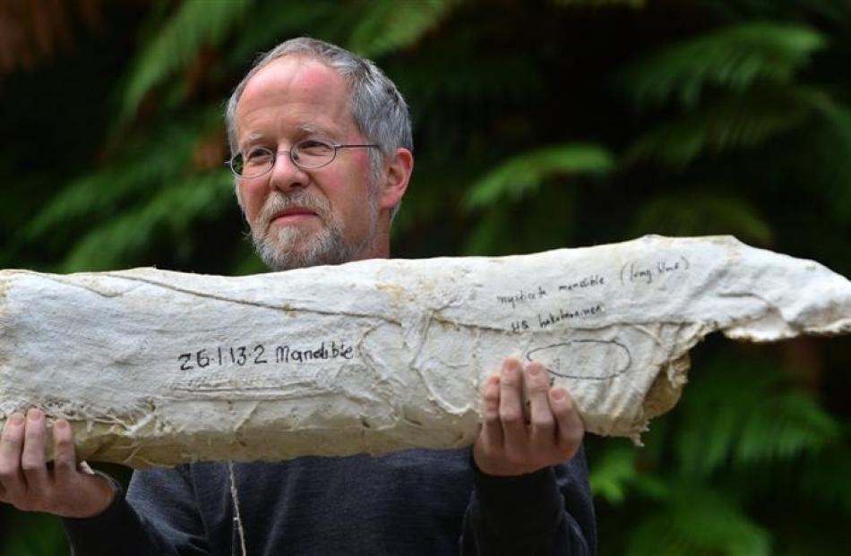 University of Otago paleontologist Prof Ewan Fordyce holds a 23 million-year-old fossilised whale...