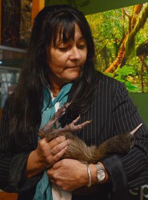 Waikohatu Scott, of Makaawhio runanga on the West Coast, holds the Haast tokoeka kiwi before it...