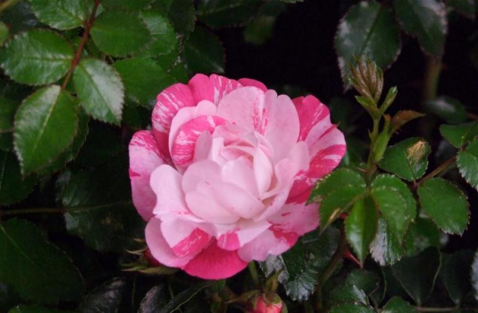 Flower Carpet Rose Pink Splash on the Show Offs stand at Ellerslie in March.