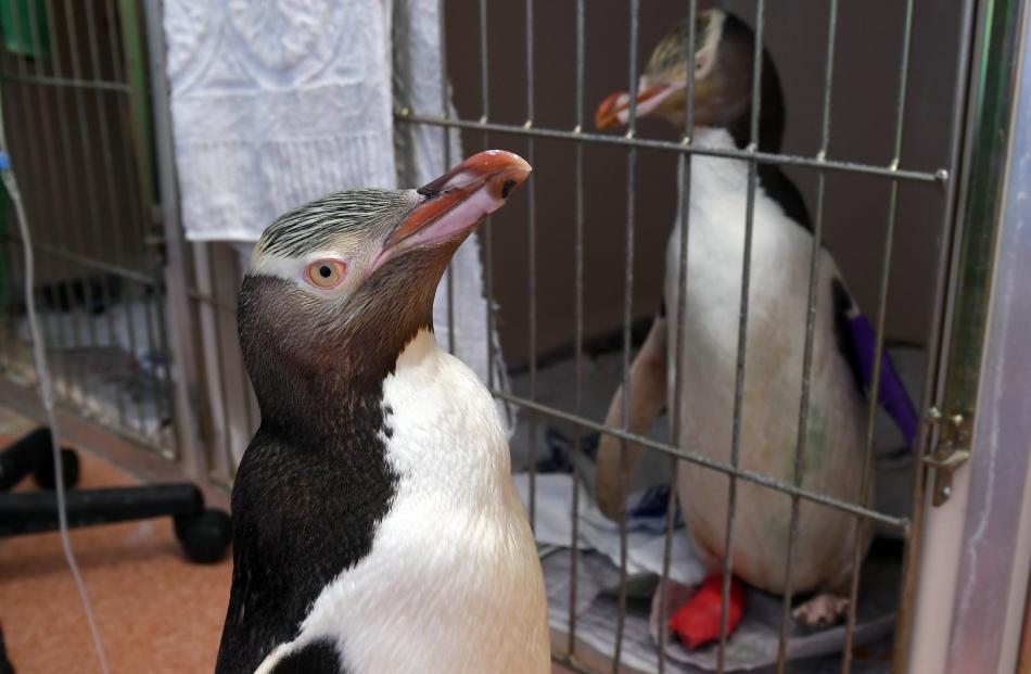 An injured male yellow-eyed penguin visits a female friend he met in the temporary penguin...