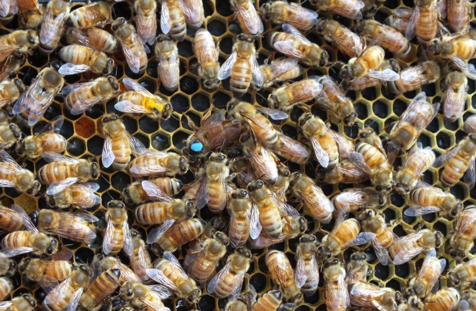 A queen (marked with a blue dot) surrounded by worker bees and drones. 