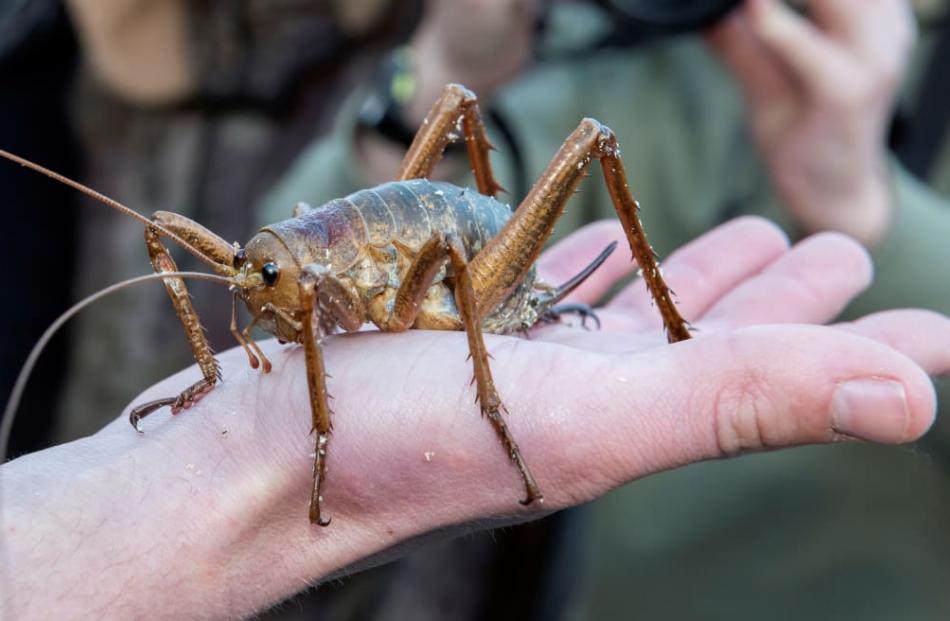 A female wētāpunga, or giant wētā, during a previous release in the Bay of Islands. Photo:...