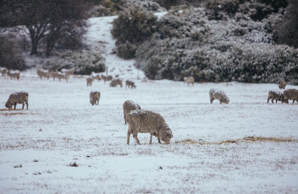 Sheep continue to graze in Frankton despite getting covered in snow. Photo: Rhyva van Onselen