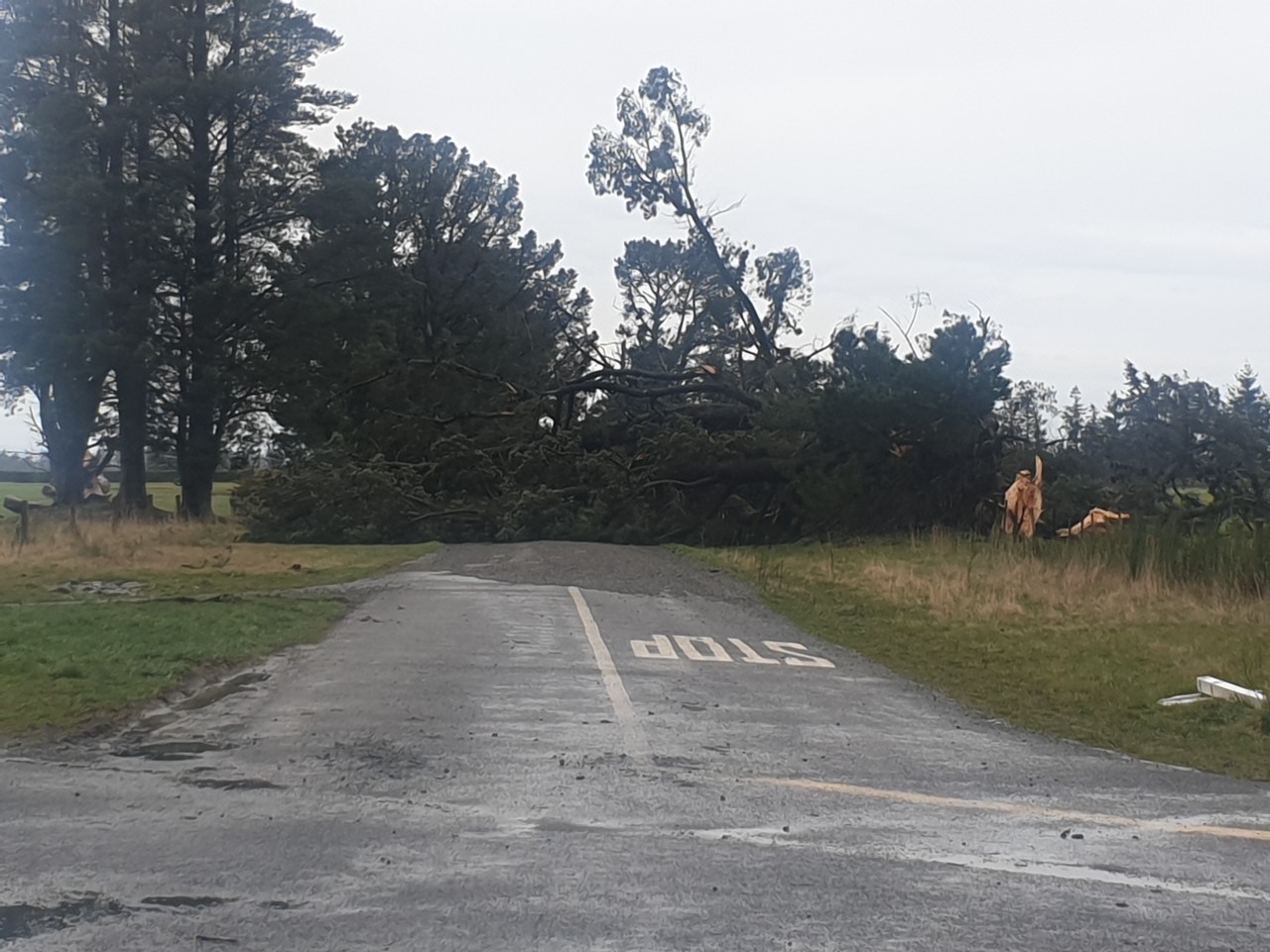 A huge pine across the Carleton-Ashley Road, near Ashley Gorge. Photo: Robyn Bristow