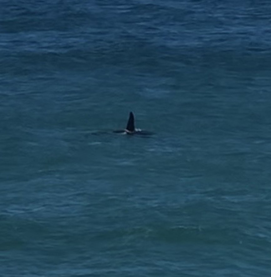 What appears to be a female orca was spotted near Tunnel Beach on Thursday.