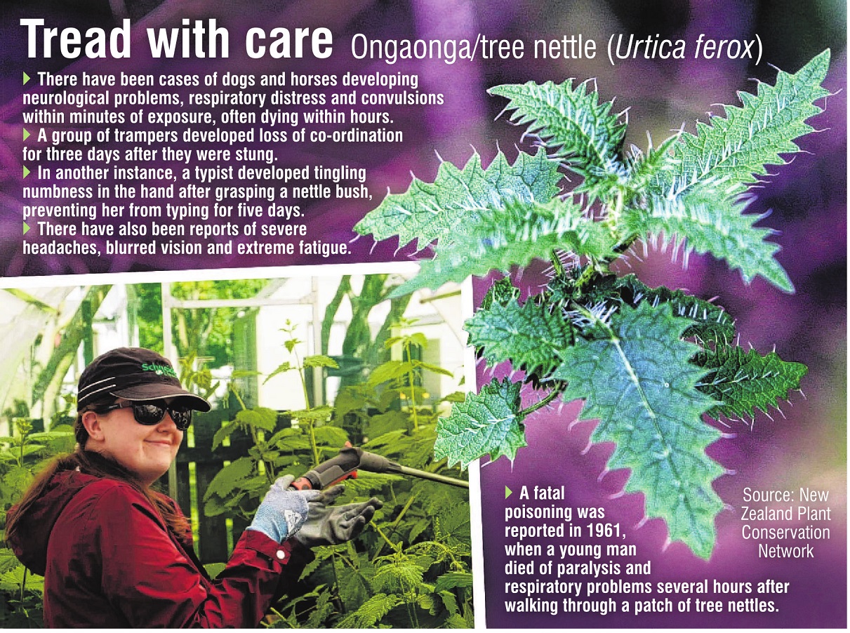 University of Otago zoology master’s student Greer Sanger waters some tree nettles in preparation...