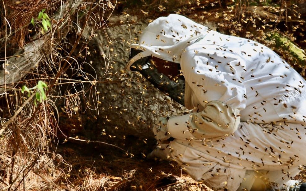 Phil Lester samples some angry wasps. Photo: Supplied