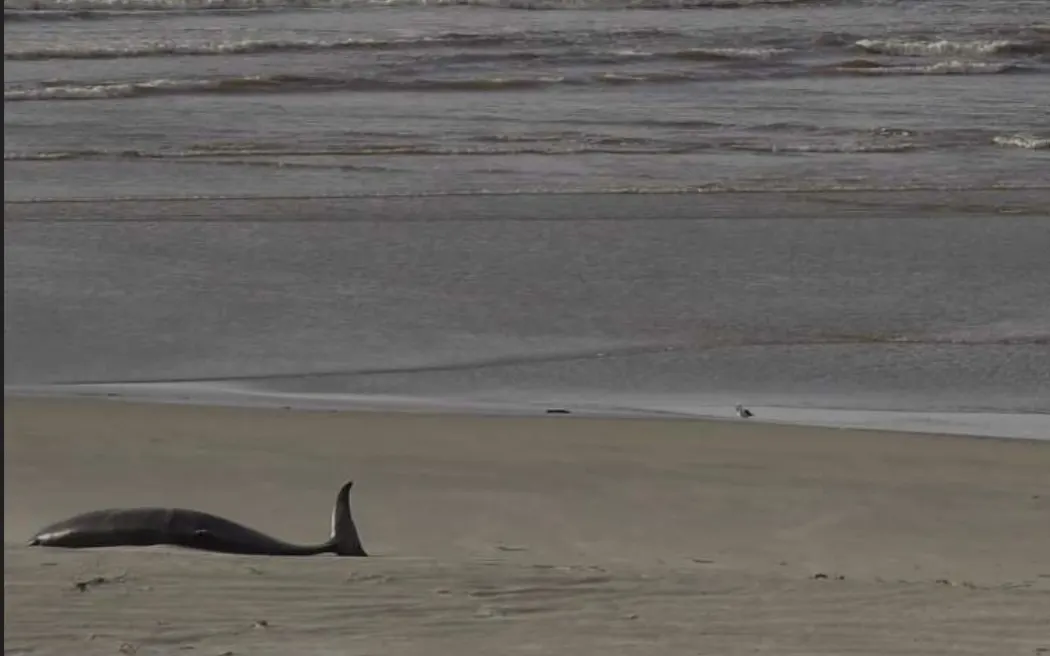 The spade-toothed whale shown in the bottom left hand corner of Taieri Mouth webcam footage the...