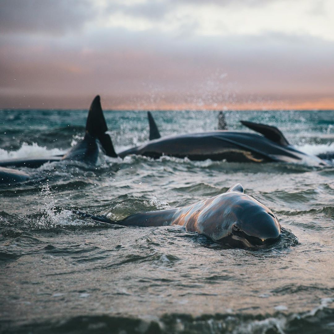 The whales had to be euthanised. Photo: Liz Carlson/ Young Adventuress